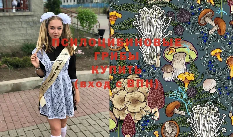 купить наркотик  Волоколамск  Псилоцибиновые грибы Cubensis 